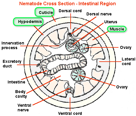<p>4 chords. 2 lateral that have <strong>excretory</strong> <strong>ducts</strong>, 1 dorsal and 1 ventral that have <strong>dorsalventral nerve cords</strong></p>