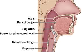 <ol><li><p>C6: cricoid cartilage</p></li><li><p>T10-T11: gastroesophageal junction</p></li></ol><p></p>