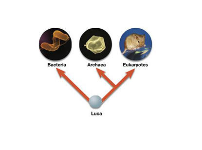 <p>LUCA first, then bacteria, then archaea, then eukaryotes</p>