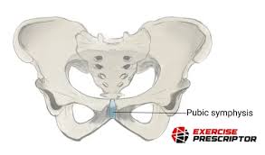<ul><li><p>mainly made of fibrocartilage/hyaline cartilage and have limitted movement</p></li><li><p><strong>fibrocartilage between vertebrae, pubic symphysis</strong></p></li></ul><p></p>