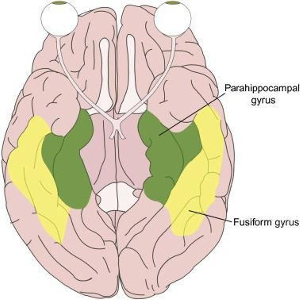 <p>It is a cortical layer surrounding the hippocampus, contains the entorhinal cortex, and is critical for hippocampal functions, including long-term and spatial memory.</p>