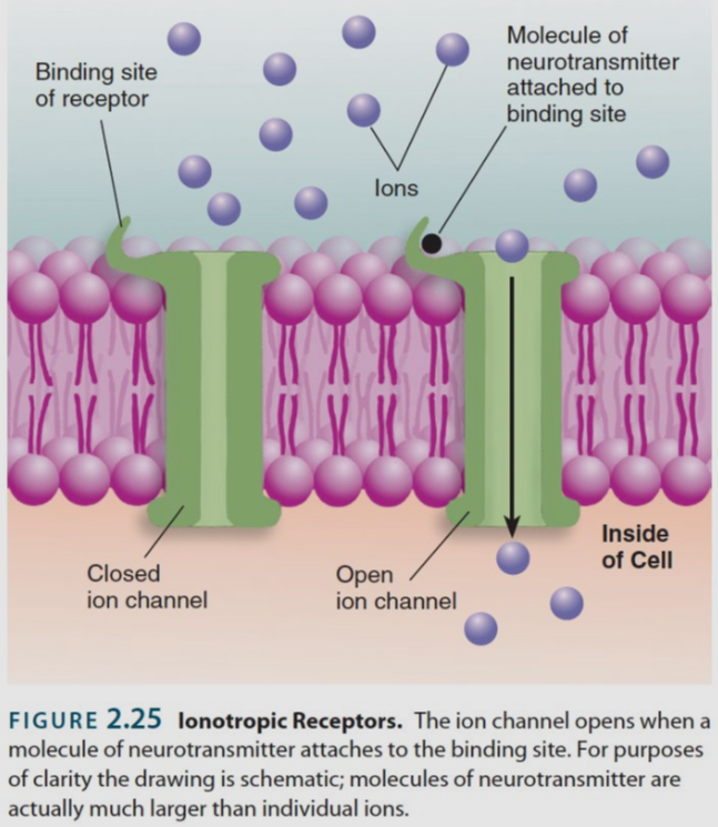 <ul><li><p>it is a ligand-gated ion channels</p></li><li><p>it is an ion channels that opens up in response to ligand binding</p></li><li><p>Its effects on the membrane potential are very brief and peak within a few milliseconds</p></li></ul><p></p>