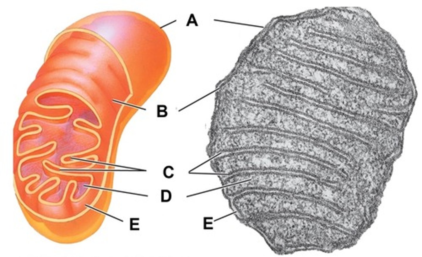 <p>Name the structure indicated by letter D</p>