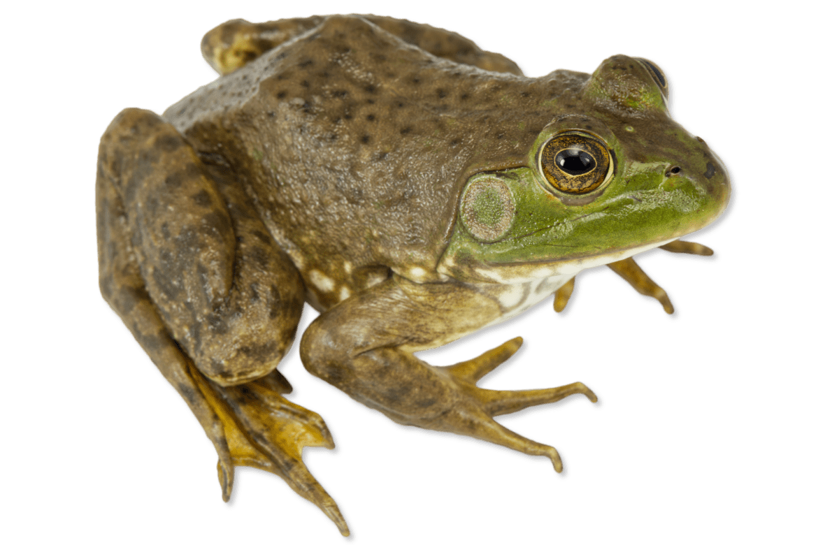 Ranidae - Lithobates catesbeianus