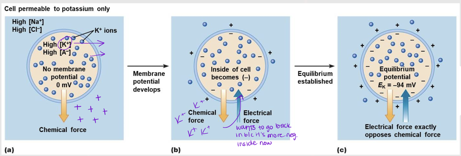<p>What is <strong>E<sub>K+</sub> </strong>?</p>