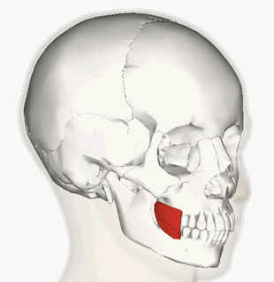 <p>INSERTION of buccinator</p>