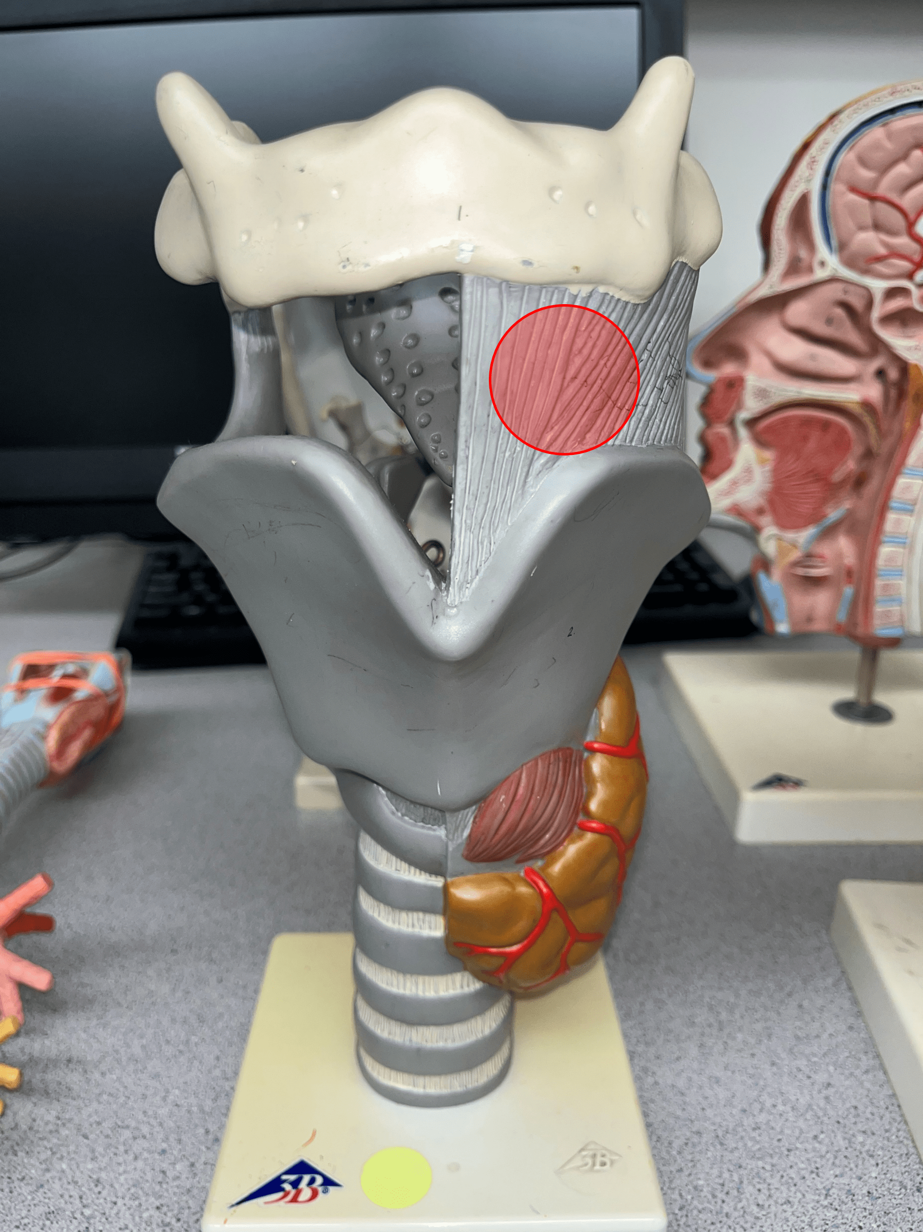 The membrane that connects the thyroid cartilage to the hyoid bone.