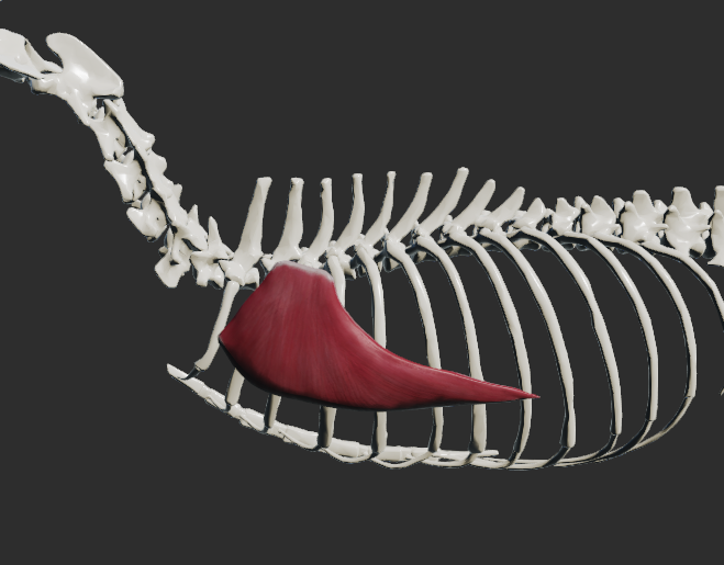 <p>odstup: ventrální polovina I. – IX. žebra</p><p>úpon: facies serrata scapulae </p><p>fce: sval poutá končetinu k trupu</p><p></p>