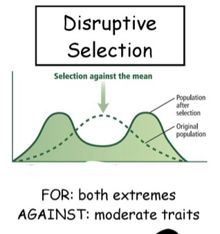 Conditions favor individuals at both extremes

ex. Birds with intermediate sized beaks are at a disadvantage for both seed types(unable to open large seeds, and to large to efficiently process small seeds5
