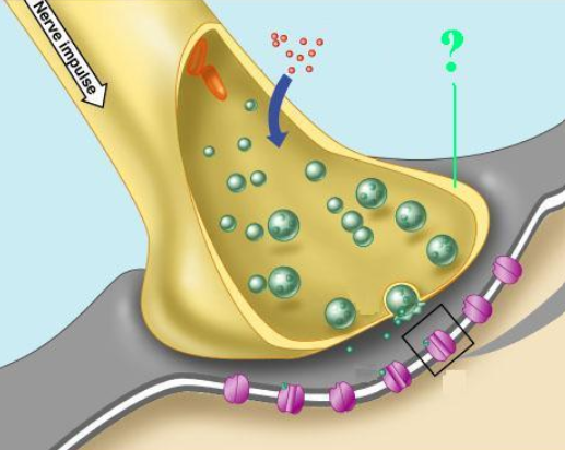 <p><span><span>Identify the indicated part of a synapse.</span></span></p>