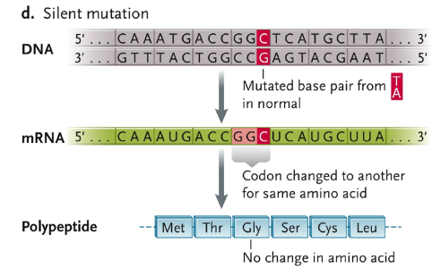 <ul><li><p>mutated base pair from TA in normal</p></li><li><p>codon changed to another for same amino acid </p></li><li><p>no change in amino acid</p></li></ul>