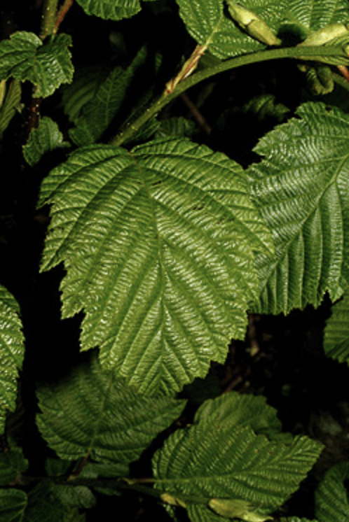 <p>doubly serrated , may be velvety</p>