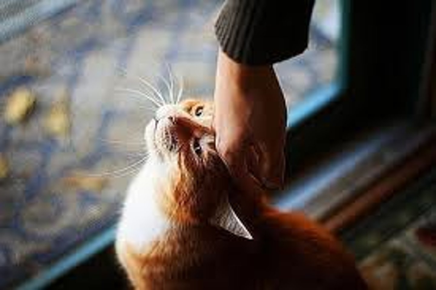 <p>любить кошек</p>