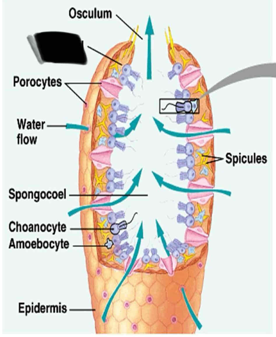 term image