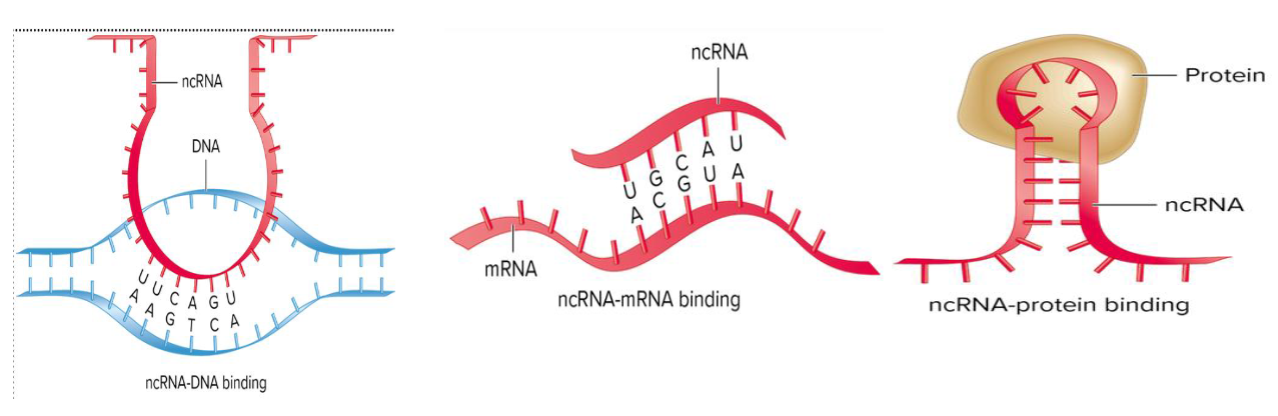 <ul><li><p>act as cellular regulators w/o encoding proteins</p></li><li><p>carry out many functions because they can bind to different types of molec</p><ul><li><p>DNA: via complementary base pairing</p></li><li><p>Other RNAs: via complementary base pairing</p></li><li><p>Proteins</p></li></ul></li><li><p>ncRNA molec can form stem-loop structures, which may bind to pockets on the surface of proteins</p></li></ul><p></p>