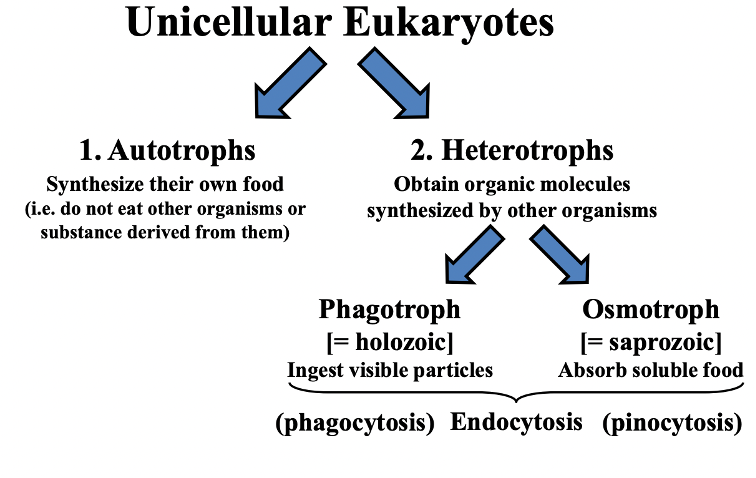 <p>Autotrophs or Heterotrophs</p><p>Heterotrophs can be either Phagotrophs or Osmotrophs</p>
