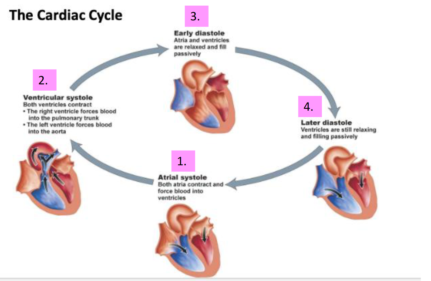 <ul><li><p>Early →<span><span> Neither of the chambers are contracting</span></span></p></li><li><p><span><span>Atria and ventricles are relaxed and fill passively&nbsp;</span></span></p></li><li><p><span><span>Later → Still in a relaxed state&nbsp;</span></span></p></li><li><p><span><span>Ventricles are still relaxing and filling passively&nbsp;</span></span></p></li></ul><p></p>