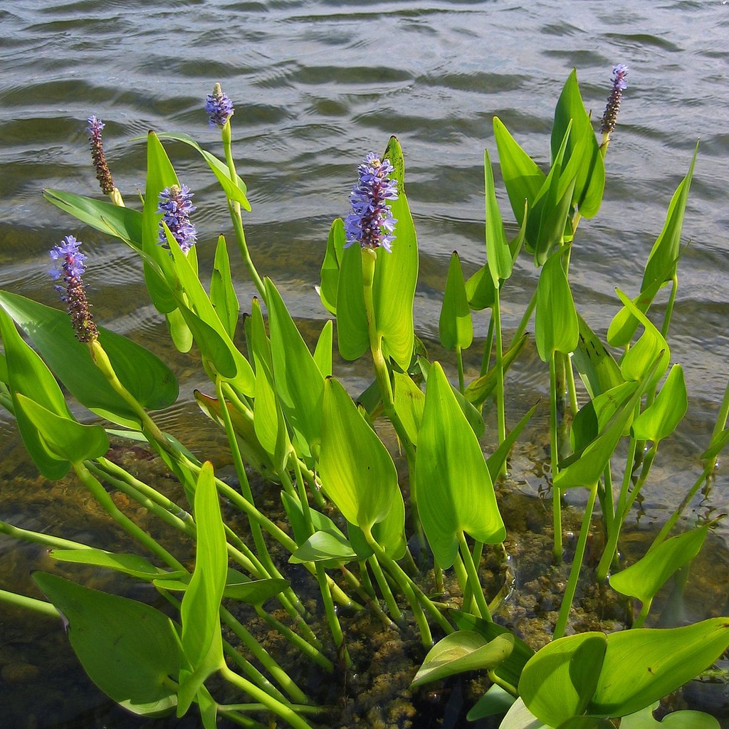 <p>Pickerel weed - <em>Pontederia cordata</em></p>