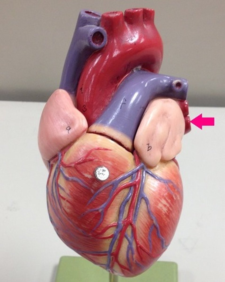 <p>What vein is this?</p>