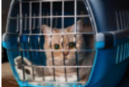 <p>cat restraint #6</p>