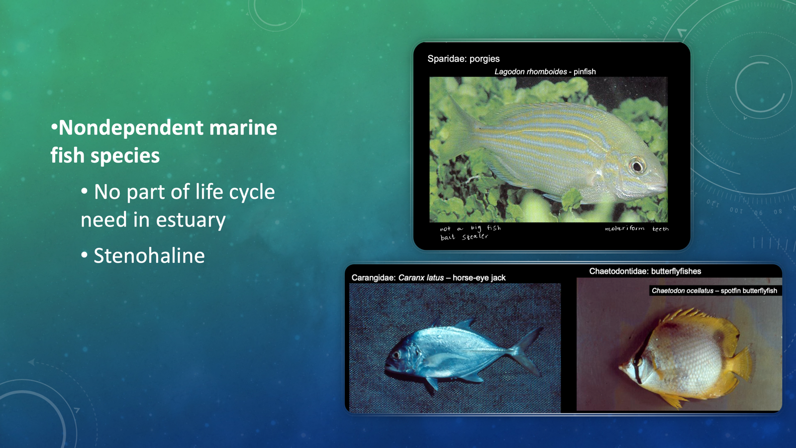 <p>Nondependent marine species</p><ul><li><p><span>no part of life cycle needed to be in estuary</span></p></li><li><p>stenohaline marine</p></li><li><p>Ex:</p><ul><li><p>Sparidae: porgies</p><ul><li><p>pinfish</p></li></ul></li><li><p>Carangidae: jacks</p><ul><li><p>horse eye jack</p></li></ul></li><li><p>Chaetodontidae: butterflyfishes</p><ul><li><p>spotfin butterflyfish</p></li></ul></li></ul></li></ul><p></p>