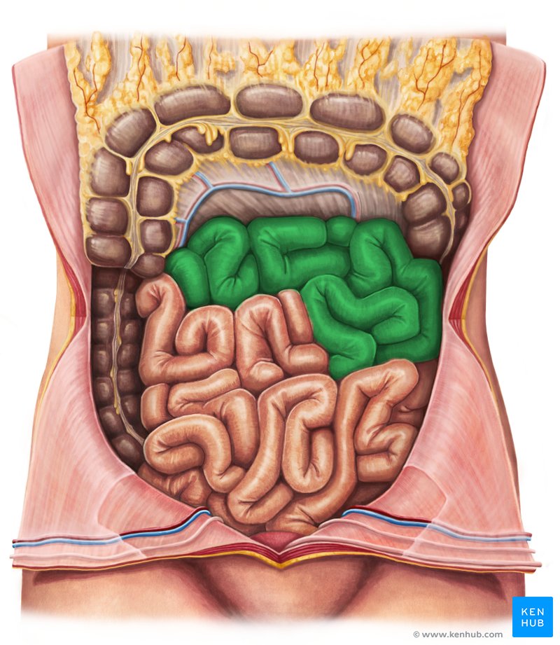 <p>The <strong><em><em></em></strong><strong><em></em></em></strong> is the middle section of the small intestine, where further digestion and absorption of nutrients occur.</p>