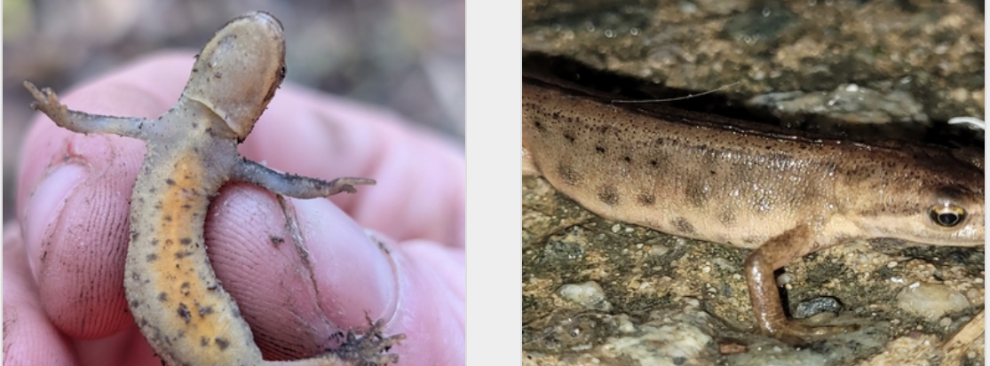 <p>Lissotriton vulgaris</p>