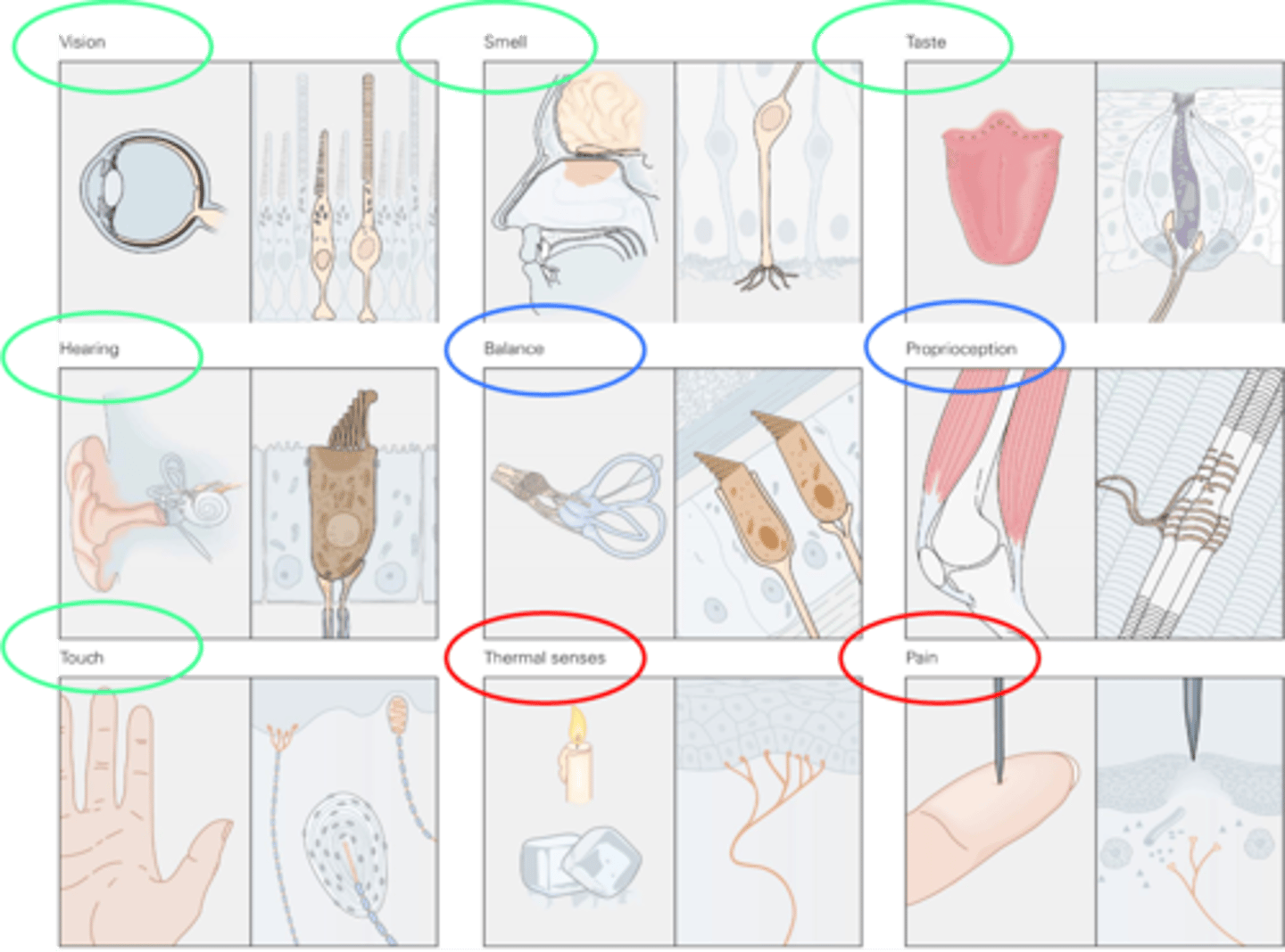 <p>Specificity for sensory modalities is achieved by the _____________ and __________ of the sensory receptor</p>