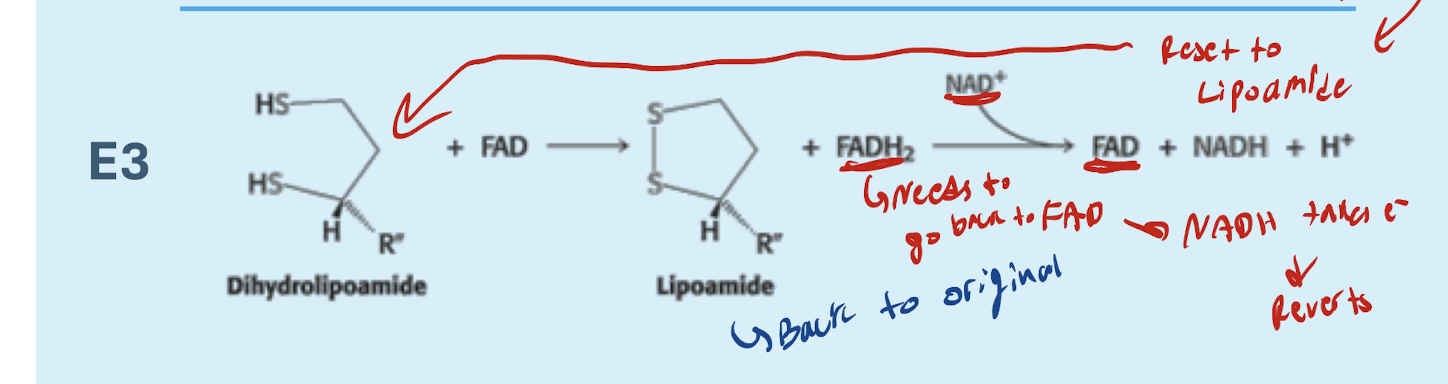<p>Dihydrolipoamide is converted bac, to Lipoamide (Can’t react as dihydrolipoamide, needs to be converted into lipoamide)</p><p></p><p>Dihydrolipoamide + FAD → Lipoamide + FADH2 + NAD+ → FAD+ + NADH</p><p></p><ul><li><p>FADH2 needs to be converted back to FAD (NAD+ takes the electrons, making NADH), producing FAD</p></li></ul><p></p>
