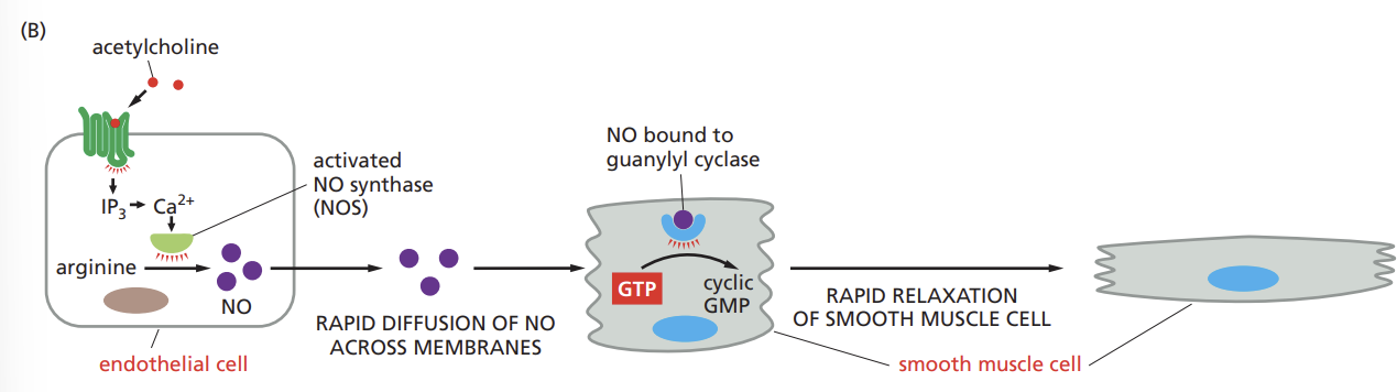 <ul><li><p>highly reactive gas molecule with a very short half-life, so it quickly breaks down, limiting its ability to reach distant cells</p></li></ul><p></p>