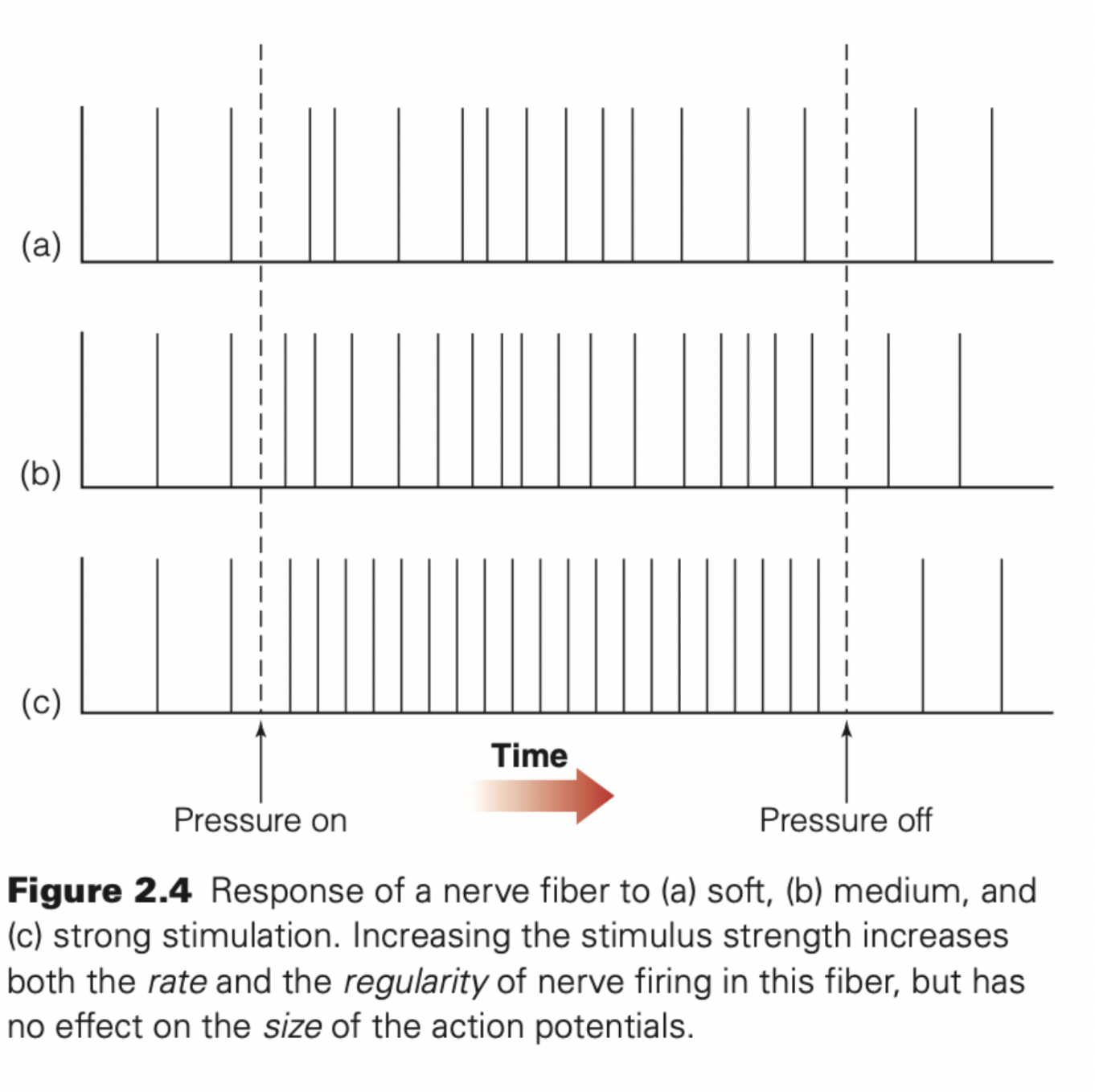 <p><span style="background-color: transparent;">Electrical signals are recorded from the axons (or nerve fibers) of neurons using small electrodes to pick up the signals.</span></p><p><span style="background-color: transparent;">The same neuron is stimulated at <strong>different intensities</strong></span></p><p><span style="background-color: transparent;">Researchers record its <strong>electrical activity</strong> using electrodes</span></p><p><span style="background-color: transparent;">Rate of firing:&nbsp;</span></p><p><span style="background-color: transparent;"><strong>Meaning</strong></span></p><ul><li><p><span style="background-color: transparent;">Stronger stimulation → <strong>more action potentials per second</strong></span></p></li><li><p><span style="background-color: transparent;">Weak stimulation → fewer action potentials</span></p></li></ul><p><span style="background-color: transparent;">Example:</span></p><ul><li><p><span style="background-color: transparent;">Soft touch → slow firing</span></p></li><li><p><span style="background-color: transparent;">Strong pressure → rapid firing</span></p></li></ul><p><span style="background-color: transparent;">Regularity of firing:&nbsp;</span></p><p><span style="background-color: transparent;"><strong>Meaning</strong></span></p><ul><li><p><span style="background-color: transparent;">Stronger stimuli produce:</span></p><ul><li><p><span style="background-color: transparent;">More <strong>consistent</strong></span></p></li><li><p><span style="background-color: transparent;">More <strong>regular</strong> firing patterns</span></p></li></ul></li></ul><p><span style="background-color: transparent;">Weak stimuli:</span></p><ul><li><p><span style="background-color: transparent;">Produce irregular or sporadic firing</span></p></li></ul><p></p>