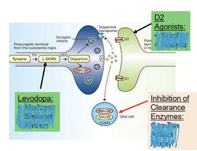 <ul><li><p>Increase dopamine:</p><ul><li><p>Levodopa with carbidopa </p></li><li><p>Inhibition of clearance nezymes</p><ul><li><p>MAO B inhibitors</p></li><li><p>COMT inhibitors</p></li></ul></li><li><p>D2 agonists</p></li></ul></li><li><p>Other:</p><ul><li><p>Memantine (namenda) to decrease excitotoxicity</p></li><li><p>Cholinergics (Aricept) to improve brain activity </p></li></ul></li><li><p>Surgery: Deep brain stimulation (DBS); involve putting electrodes into the brain</p></li></ul><p></p>