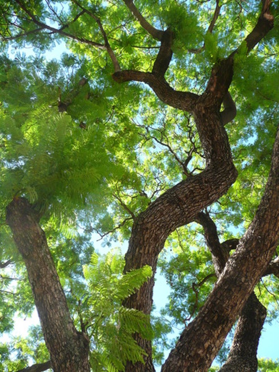 <p>el árbol</p>
