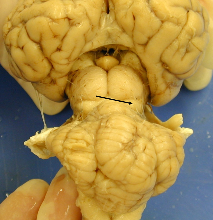 <p>inferior colliculus</p>