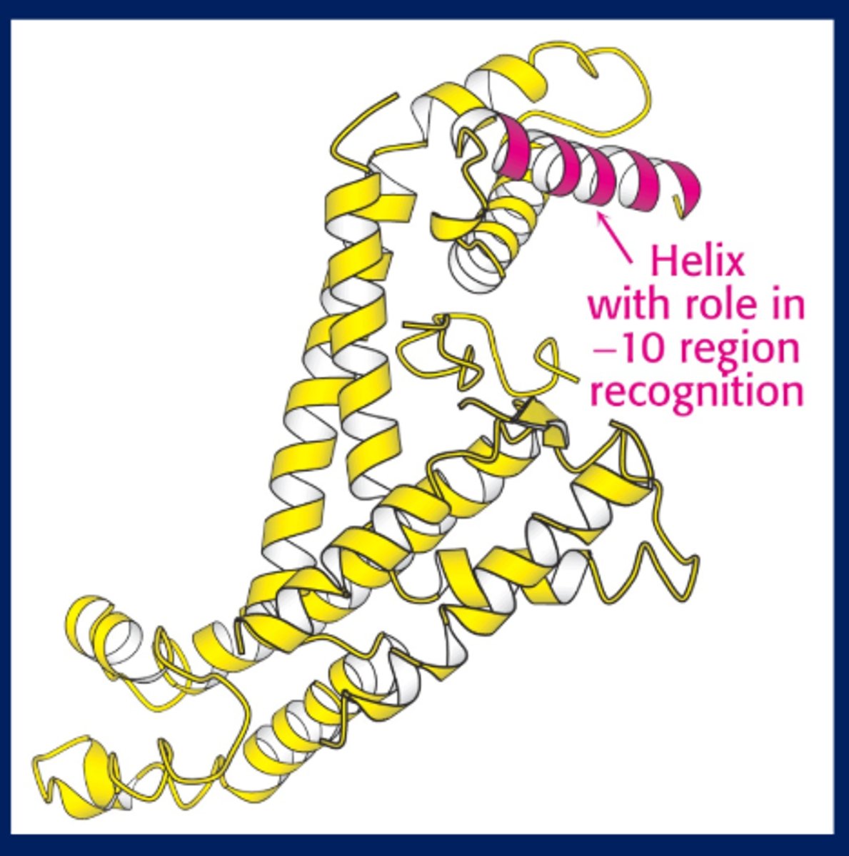 <p>-Sigma subunit binds to the TATA box so RNA polymerase can start transcription</p><p>-Sigma subunit has an a helix that recognizes the -10 TATA box</p>
