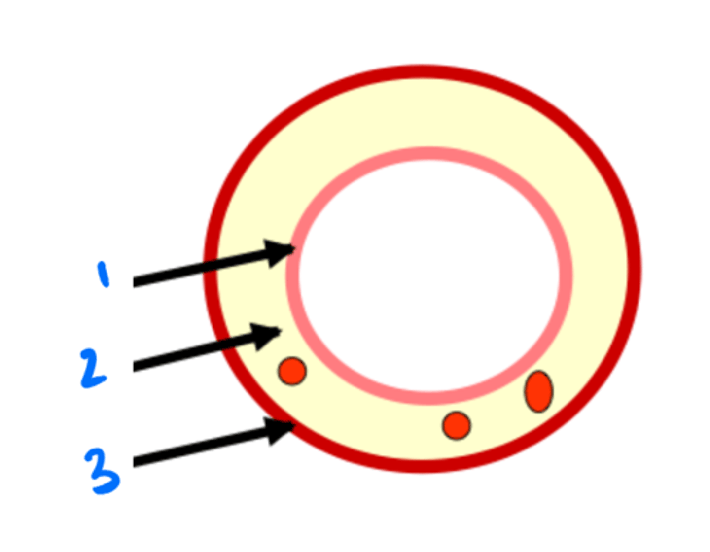 <p>3 layers of the mucosa</p>