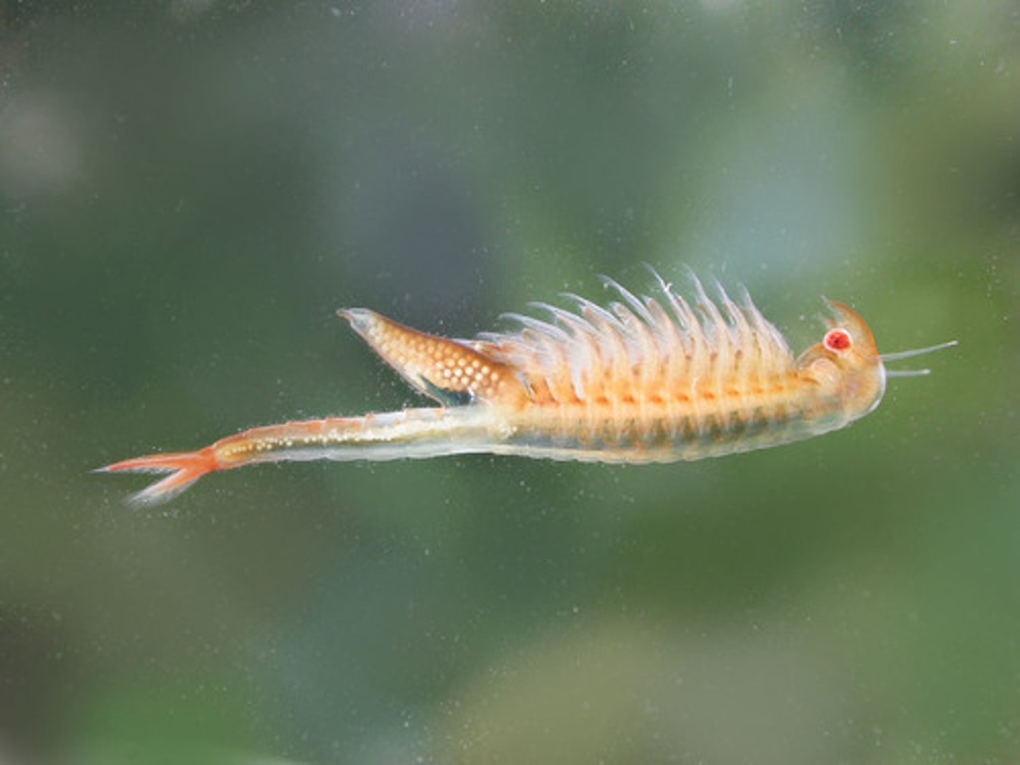 <p>What Phylum, Subphylum, Class, and Order is this animal in? What is its common name?</p>