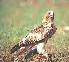 <p>Aguililla calzada</p>