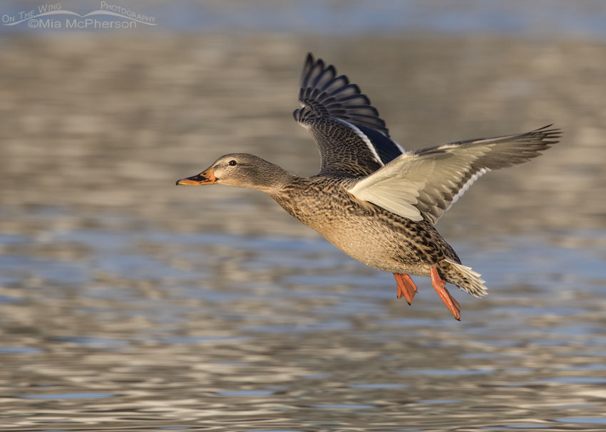 <p>Mallard</p><p>(<span data-name="female" data-type="emoji">♀</span> pictured here)</p>