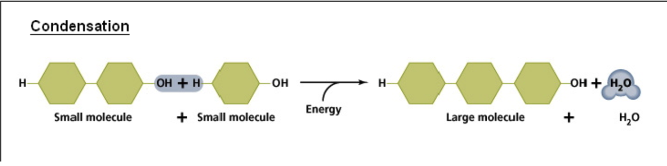 <p>Joining smaller molecules into larger ones with the input of energy (e.g.:</p><p>ANABOLISM)</p><p>Releases a WATER molecule as a result</p><p>An H atom from the functional group of one molecule combines with an OH group from another molecule to form H-OH (i.e.: Water)</p><p>The resulting molecules are linked together</p>