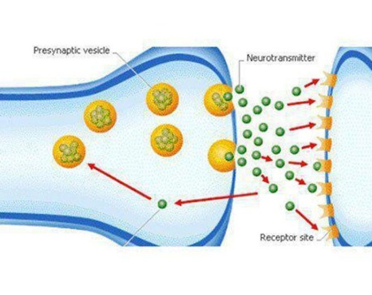 <p>Chemicals that transmit signals across synapses.</p>