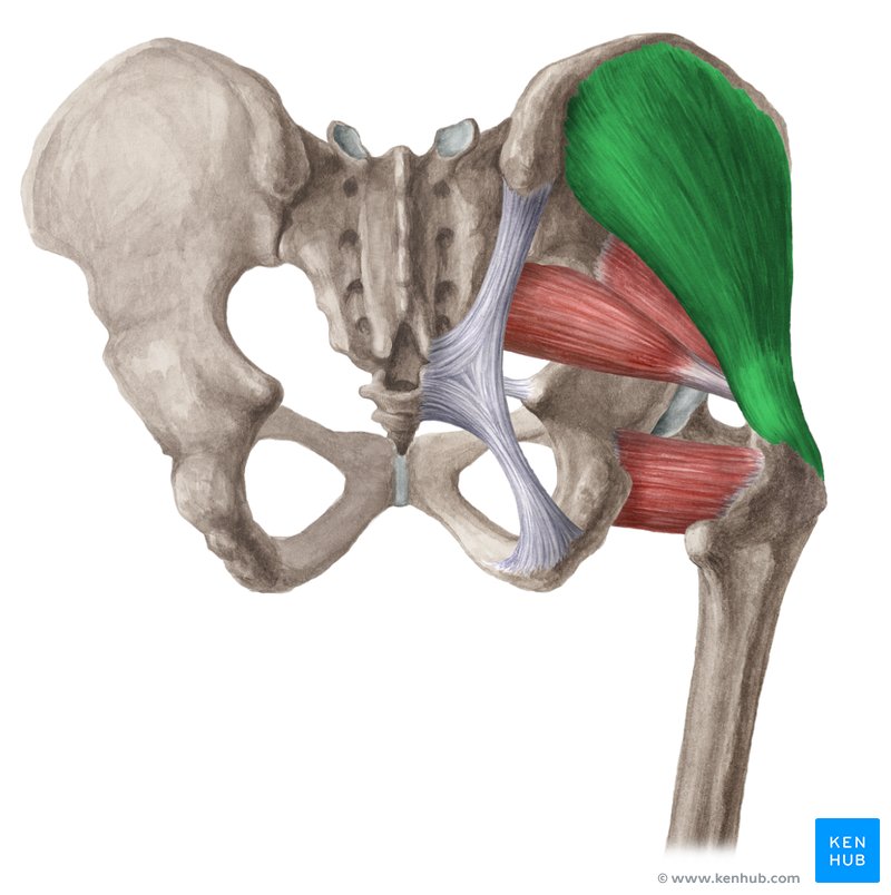 <p>Lies beneath the gluteus maximus; abducts and internally rotates the hip; palpate on the lateral hip.</p>