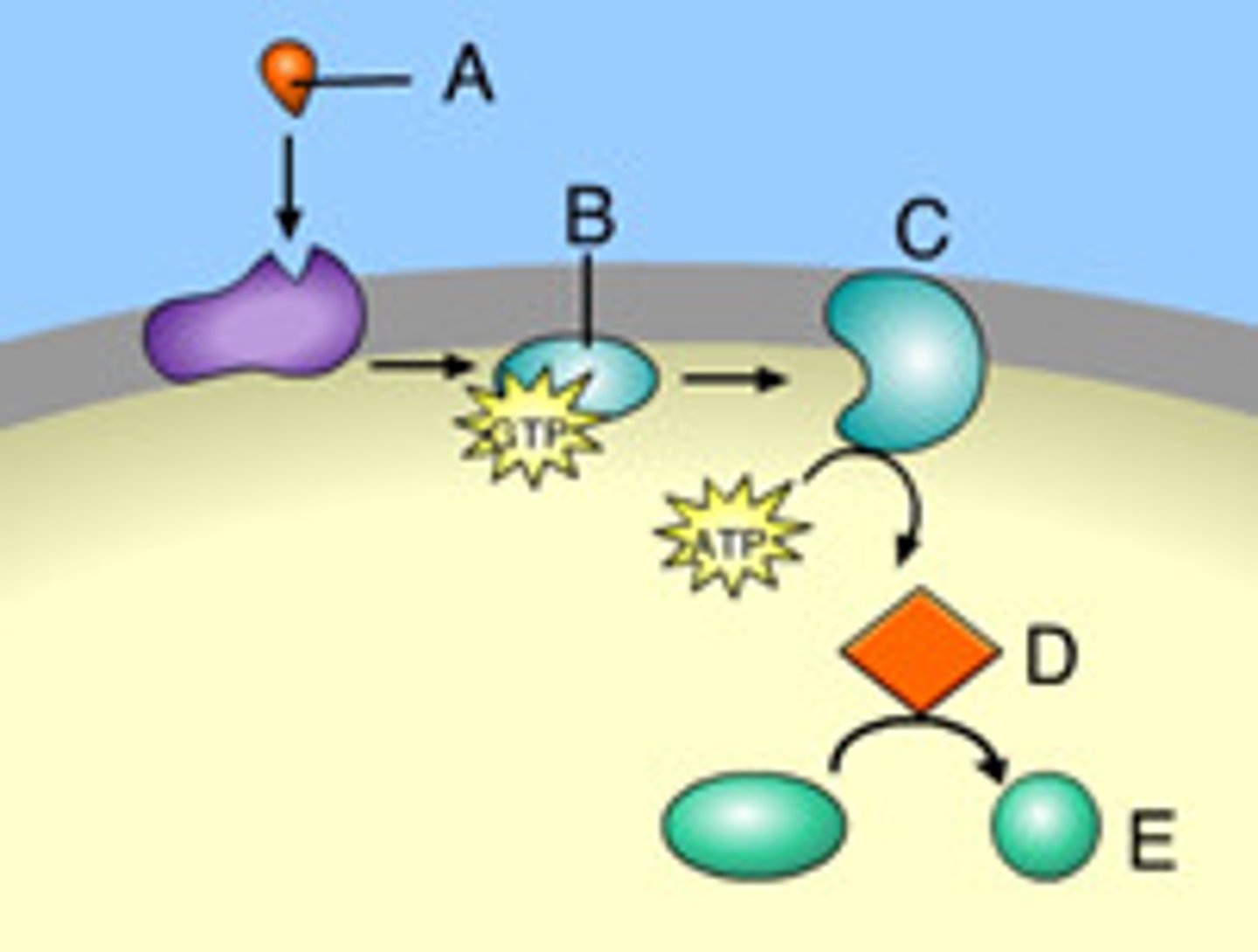 <p>long lasting cells that "remember" a pathogen</p>
