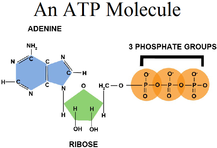 <ul><li><p>known as the energy currency for living organisms.</p></li><li><p>is able to store and transport chemical energy within cells.</p><ul><li><p>from oxidation</p></li></ul></li><li><p>plays an important role in the synthesis of nucleic acids</p></li></ul><p></p><ul><li><p>all cells use ATP, but differer in how its made (prokaryote vs eukaryote)</p></li></ul><p></p>