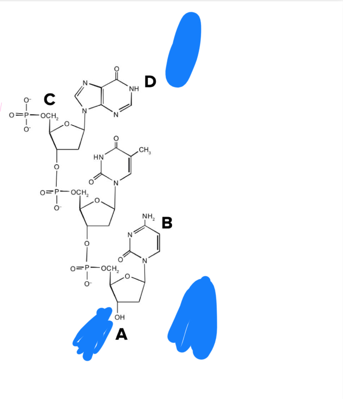 <p>Pictured is a portion of a DNA daughter strand in the process of replication. Its complementary template strand is not shown. Where will the next DNA nucleotide be covalently attached?</p><ol><li><p>A</p></li><li><p>B</p></li><li><p>C</p></li><li><p>D</p></li></ol><p></p>