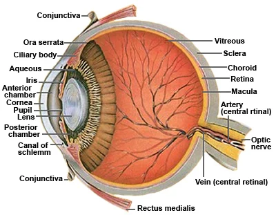 what is the ciliary body? where is it found?