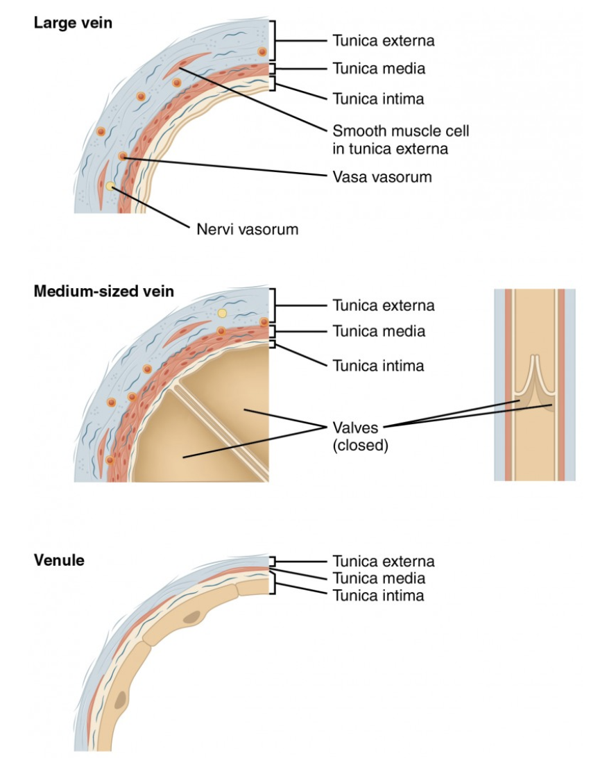<ul><li><p><span style="color: blue;"><strong>STRUCTURE</strong></span></p><ul><li><p><span style="color: purple;"><strong><mark data-color="purple" style="background-color: purple; color: inherit;">Formed when venules coverge </mark></strong></span></p></li><li><p>Have <strong><em>all tunics</em></strong>, but <span style="color: purple;"><strong>thinner</strong></span> <span style="color: purple;"><strong>walls</strong></span> with <strong><em>large</em></strong> <span style="color: purple;"><strong>lumens</strong></span> compared with corresponding arteries </p></li><li><p><strong><em>Tunica media is </em></strong><span style="color: purple;"><strong><em>thin</em></strong></span>, but <strong><em>tunica externa is </em></strong><span style="color: purple;"><strong><em>thick</em></strong></span><strong><em> </em></strong></p><ul><li><p>Contain <span style="color: purple;"><strong>collagen fibers</strong></span> and <span style="color: purple;"><strong>elastic</strong></span> networks</p></li></ul></li></ul></li><li><p><span style="color: red;"><strong>FUNCTION</strong></span></p><ul><li><p>Large lumen and thin walls make veins good storage vessels → called <strong><em>capacitance vessels</em></strong> (blood reserviors) because they contain up 65% of blood supply</p></li></ul></li></ul><p></p>