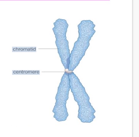 <p>1.liner. 2.centromere</p>