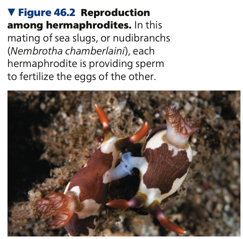 **Hermaphroditism**

* Each individual has both male and

  female reproductive systems
* The term *hermaphrodite* merges the

  names of Hermes and Aphrodite, a

  Greek god and goddess
* Particularly common among ____ (stationary) animals, such as barnacles, burrowing animals, such as clams, and some parasites, including tapeworms
* In some species, including many ____, hermaphrodites can also self-fertilize