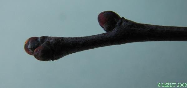 <p><strong><em>Crataegus sp. </em></strong></p><p>letorosty – lesklé, lysé, výskyt kolců (ztrnovatělých větviček), pupeny – kulovité, červenavé, lesklé, lysé, drobné</p>